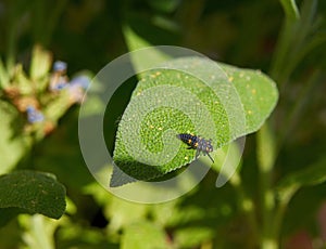 Seven-spot ladybird larva