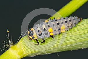 Seven-spot ladybird larva / Coccinella septempunct