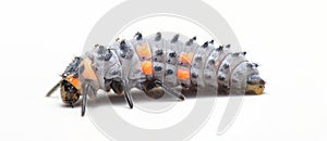 Seven-spot ladybird larva, coccinella septempunctata isolated on white