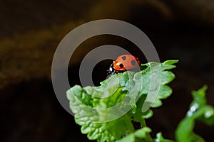 Seven-spot ladybird on leaf