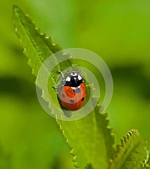 Seven-spot Ladybird