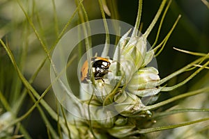 A Seven Spot Ladybird resting on an ear of Wheat in England
