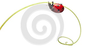 Seven-spot ladybird or seven-spot ladybug