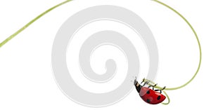 Seven-spot ladybird or seven-spot ladybug