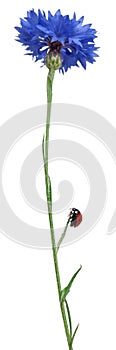Seven-spot ladybird or seven-spot ladybug