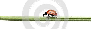 Seven-spot ladybird or seven-spot ladybug