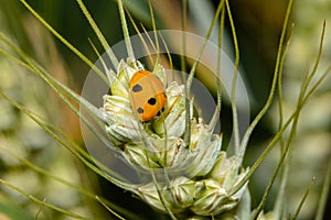 A seven spot Ladybird sleeping on an ear of Wheat in England