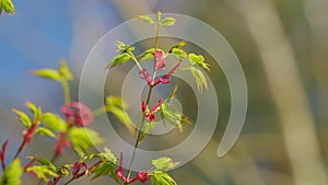 Seven spot ladybird. Spring Is Coming. Green Japanese Maple Tree Or Acer Palmatum. Green Japanese Maple Tree. Still.