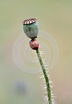 Seven spot ladybird on the stem of a poppy with seed pod.