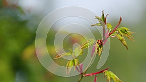 Seven Spot Ladybird On Young Shoots Of Maple Leaves. Coccinella Septempunctata On A Green Leaf In The Garden. Shallow