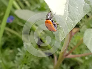 Seven-Spot ladybirdInsect