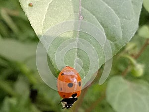 Seven-Spot ladybirdInsect