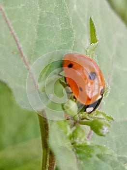 Seven-Spot ladybirdInsect