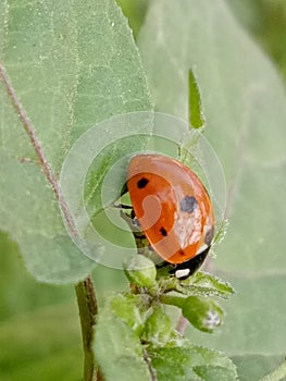 Seven-Spot ladybirdInsect