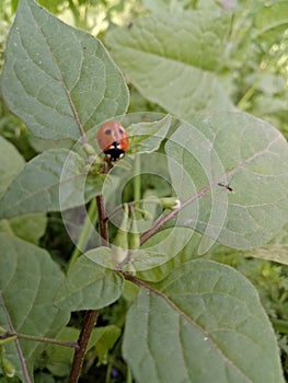 Seven-Spot ladybirdInsect