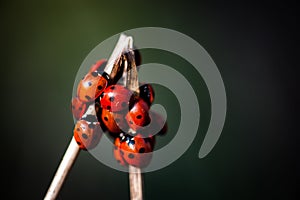 Seven spot ladybirds
