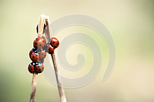 Seven spot ladybirds