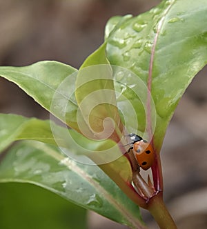 Seven Spot Ladybug Beetle Between Wet Leaves