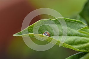 Seven spot ladybug / ladybird in the UK