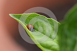 Seven spot ladybug / ladybird in the UK