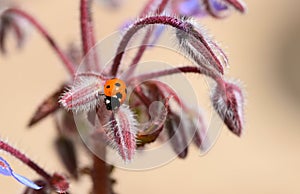 Seven spot ladybug / ladybird in the UK