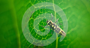 Seven-spot ladybug larva on the backside of a mango leaf close-up macro shot