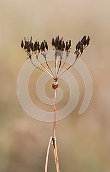 Seven spot ladybug on a plant straw