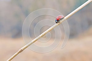 Seven-spotted Lady Beetle