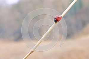 Seven-spotted Lady Beetle