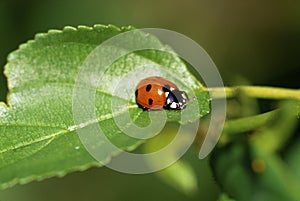 Seven-spotted Lady Beetle  41417