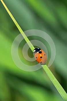 Seven-spotted Lady Beetle - Coccinella septempunctata