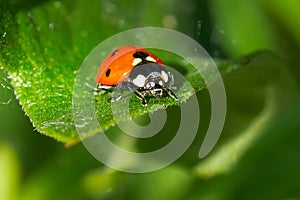 Seven-spotted Lady Beetle - Coccinella septempunctata