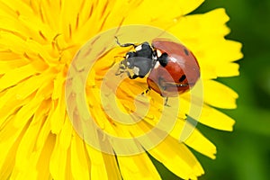 Seven-spotted Lady Beetle - Coccinella septempunctata