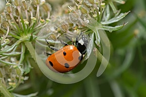 Seven-spotted Lady Beetle - Coccinella septempunctata