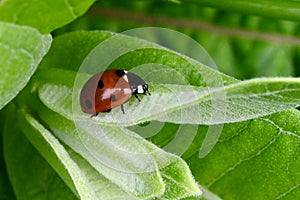 Seven Spotted Ladybug