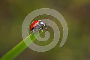 Seven_spotted ladybug (Coccinella septempunctata) in close up