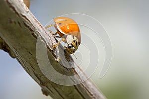 The seven-spotted ladybug Coccinella septempunctata orange body is sitting on tree branch in sunny summer day