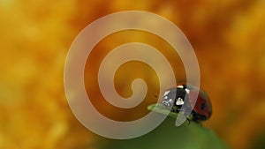 Seven-spotted ladybug Coccinellidae sitting on a leaf and doing its cleaning in a macro shot