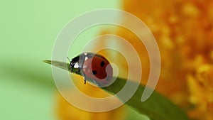 Seven-spotted ladybug Coccinellidae sitting on a leaf and doing its cleaning in a macro shot