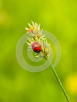 Seven-spotted ladybug on a culm on a soft green background