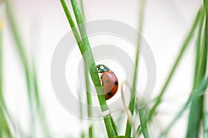Seven spotted ladybug in the grass