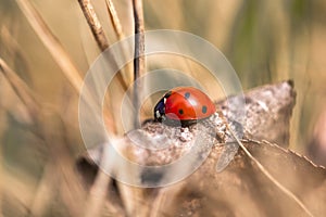 Seven spotted ladybug in the grass