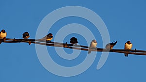 Seven swallows perched on the power line, Camarasa, Lerida, Spain