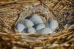 Seven swan eggs in the nest