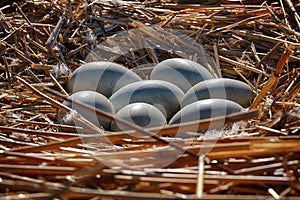 Seven swan eggs in the nest