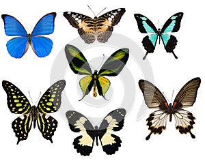 Seven tropical butterflies