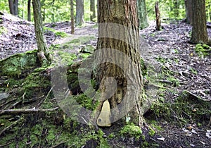 Seven Tubs Magical Fairy Door in Tree