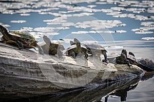 Seven turtles sitting on drift wood in Lake Washington