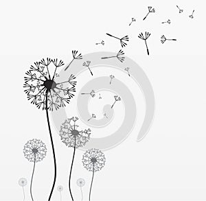 Seven vector dandelions