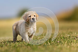 Seven week old golden retriever puppy